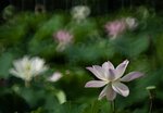 DSC_2862.jpg a