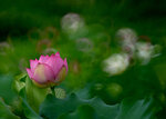 DSC_2871.jpg a