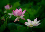 DSC_2875.jpg a