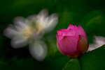 DSC_2876.jpg a