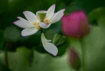 DSC_2877.jpg a