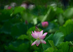 DSC_2882.jpg a
