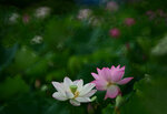 DSC_2885.jpg a