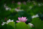 DSC_2886.jpg a