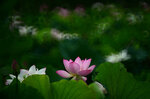 DSC_2888.jpg a