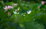 DSC_2892.jpg a