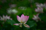 DSC_2898.jpg a