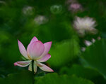DSC_2902.jpg a