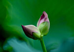 DSC_2903.jpg a