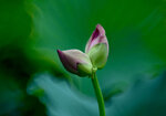DSC_2904.jpg a