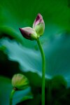 DSC_2906.jpg a