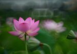 DSC_2912.jpg a