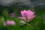 DSC_2914.jpg a