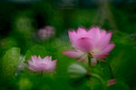 DSC_2917.jpg a