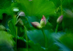 DSC_2920.jpg a