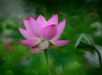 DSC_2923.jpg a
