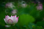 DSC_2924.jpg a