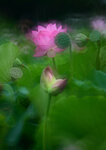 DSC_2932.jpg a