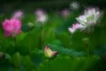DSC_2938.jpg a