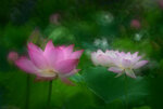 DSC_2944.jpg a