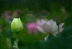 DSC_2950.jpg a