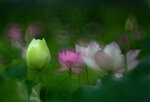 DSC_2953.jpg a