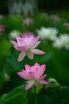 DSC_2955.jpg a