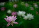 DSC_2957.jpg a
