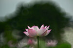 DSC_3067.jpg a