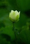 DSC_3071.jpg a