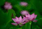 DSC_3074.jpg a