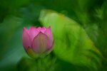 DSC_3076.jpg a