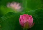 DSC_3084.jpg a