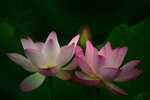 DSC_3088.jpg a