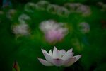 DSC_3089.jpg a