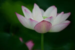 DSC_3092.jpg a