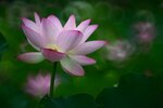 DSC_3096.jpg a
