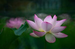 DSC_3098.jpg a