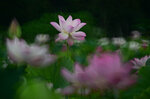 DSC_3100.jpg a