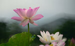 DSC_3109.jpg a
