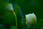 DSC_3112.jpg a