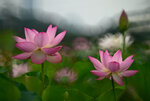 DSC_3115.jpg a