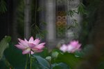 DSC_3216.jpg a