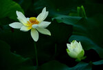 DSC_2510.jpg a