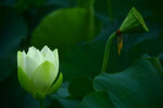 DSC_2513.jpg a