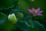 DSC_2515.jpg a