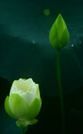 DSC_2520.jpg a