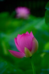 DSC_2525.jpg a