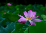 DSC_2529.jpg a