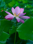 DSC_2530.jpg a